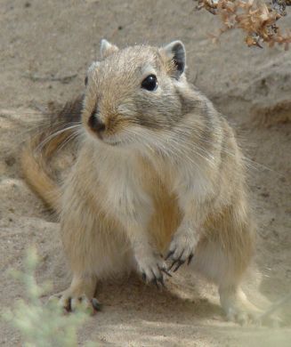great gerbil bubonic plague nils stenseth